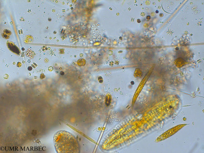 phyto/Pertuis Charentais/Tasdon_st6/PAMPAS 2019-2021/Aphanizomenon sp (TASDON_St6_230719-009).tif(copy)_thumb.jpg